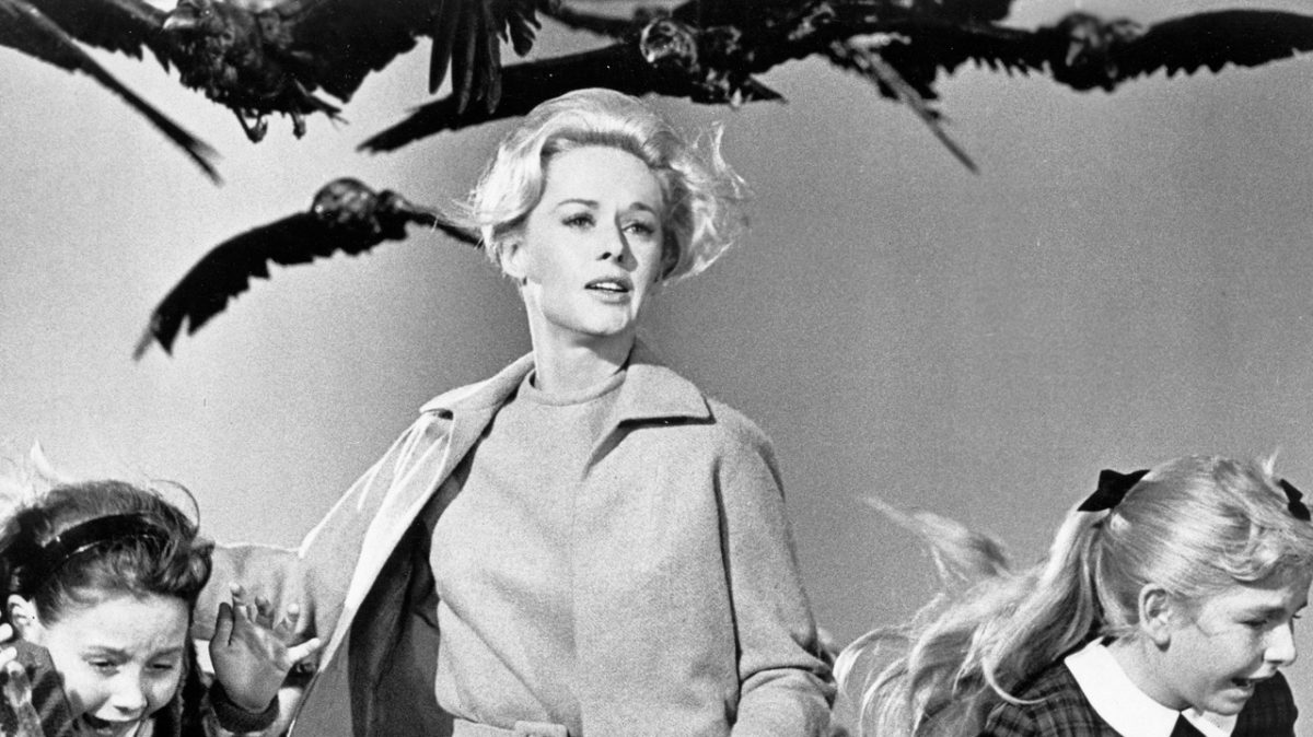 Photogramme du film Les oiseaux (1963) où apparaissent plusieurs spécimens de corbeaux (Corvux corax).